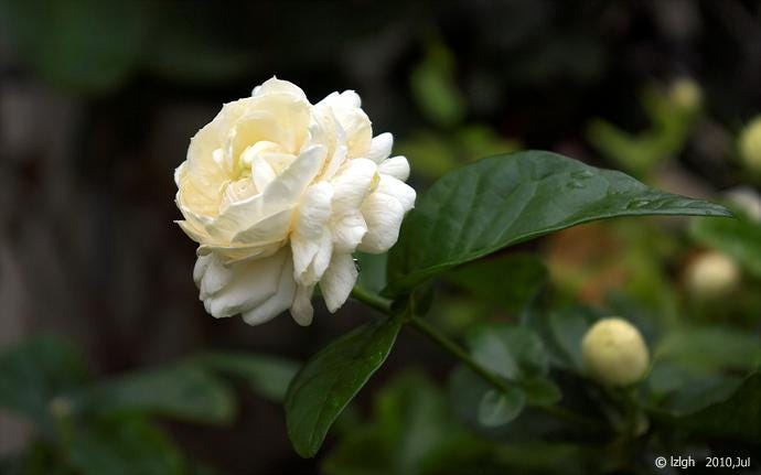 Jasmine Sambac (triple bloomer) Live Plants