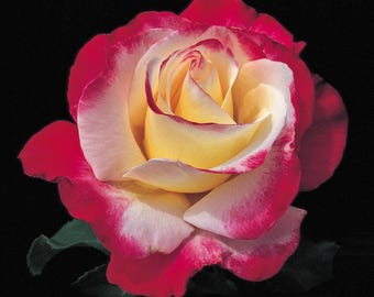 Double Delight Hybrid Tea Rose Live Plants