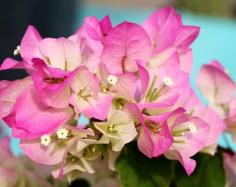 Rare Miki Bougainvillea Root-grafted Starter, Ships in USA | Just