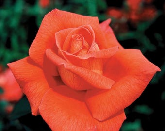 Ring Of Fire Rose Live Plants (Coral-Orange Flower )