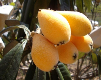 Loquat (Big Jim) Tropical Fruit Tree