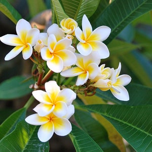 ROOTED PLUMERIA PLANT (Celadine)
