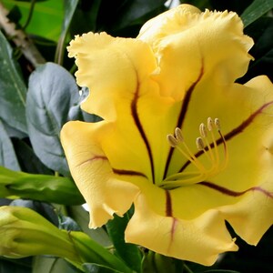 May include: A close-up of a vibrant yellow flower with dark brown veins and stamens. The flower has ruffled edges and is surrounded by green leaves and unopened buds. The image showcases the beauty of nature.
