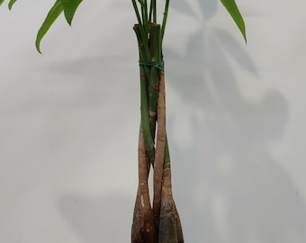 May include: A braided trunk money tree plant in a white ceramic pot with a floral design. The plant is sitting on a wooden stand.