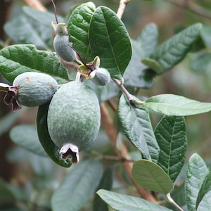 May include: Close-up of a branch with green leaves and several small, green, pear-shaped fruits.