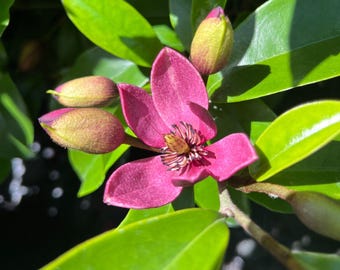 Stellar Ruby Magnolia Live Plant