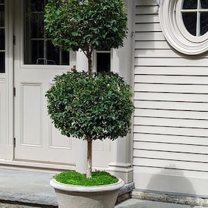 May include: A topiary tree with two spherical shapes of green leaves, planted in a large, weathered gray stone planter. The tree is set against a backdrop of a light-colored building with a door and a round window.