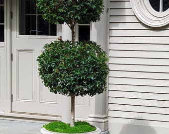 Topiary Eugenia 2-Ball LiveTree