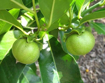 Vernon White Sapote Tropical Fruit Trees
