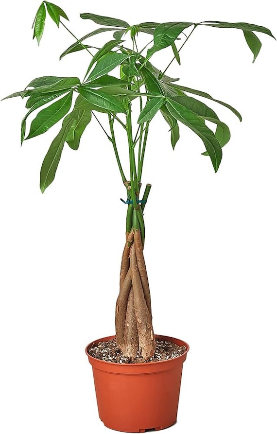Money Tree / Feng Shui Plant / Good Luck Tree + FREE 1 Plant Food