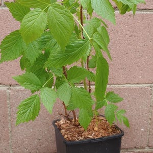 Red Raspberry Plant (Caroline) Live Plant image 2