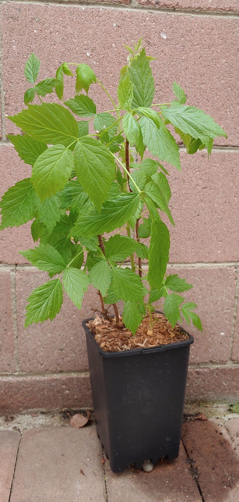 Red Raspberry Plant (Caroline) Live Plant image 2