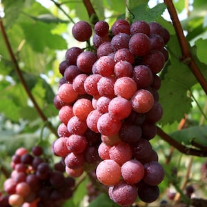 Red Flame Seedless Grape Vine