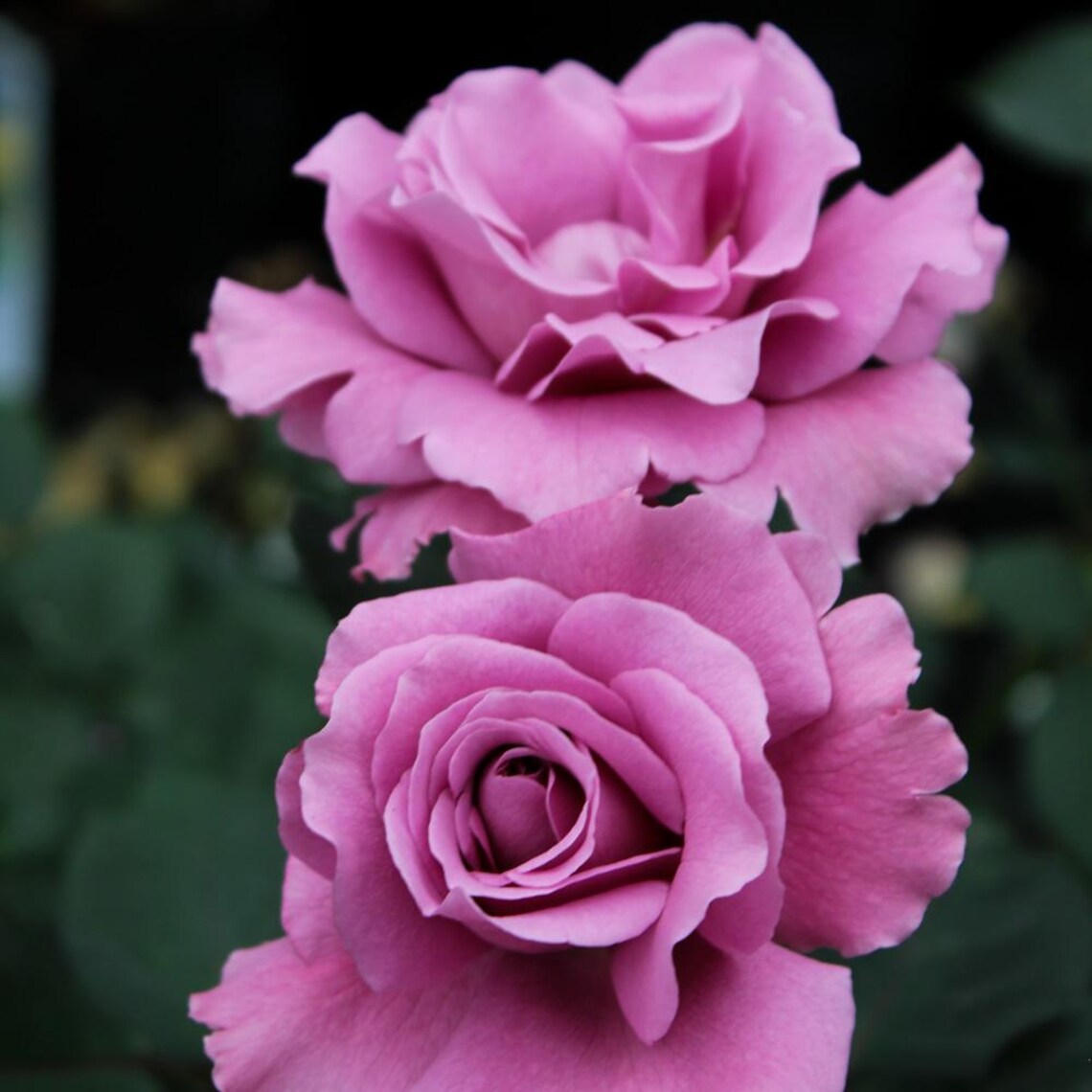 Angel Face Rose Live Plants (lavender) - Etsy