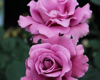 Angel Face Rose Live Plants (lavender)