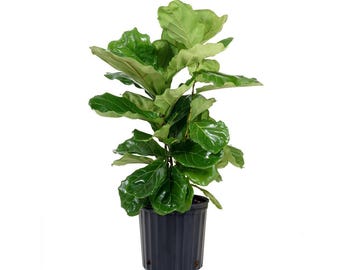 Fiddle-Leaf Fig / Ficus Lyrata Plant + FREE 1 Plant Food