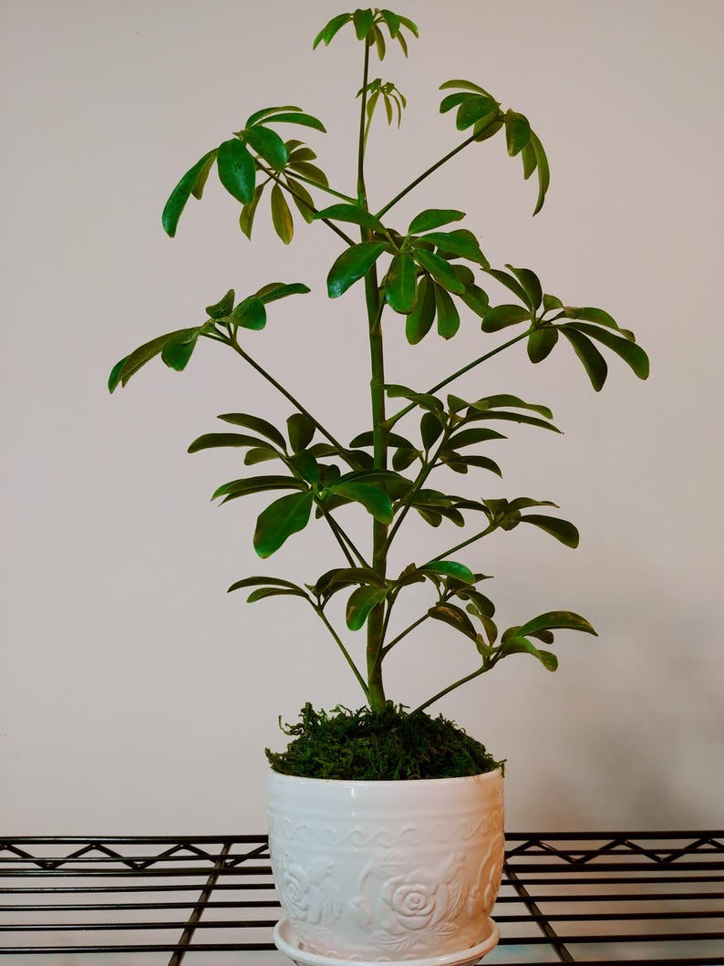 4-SCHEFFLERA-ARBORICOLA Umbrella Schefflera Arboricola Plant In 4 In 4 In Pot