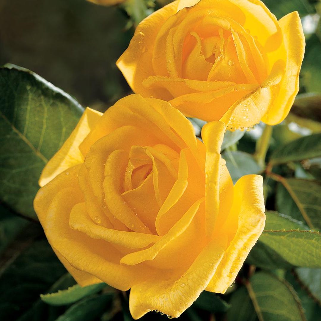 Gold Glow Rose Live Plants (yellow Flower) - Etsy