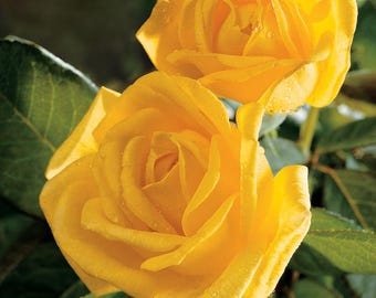 May include: Close-up of two vibrant yellow roses in full bloom, showcasing delicate petals and water droplets. The flowers are set against a backdrop of green leaves, creating a natural and fresh aesthetic. A beautiful floral arrangement.