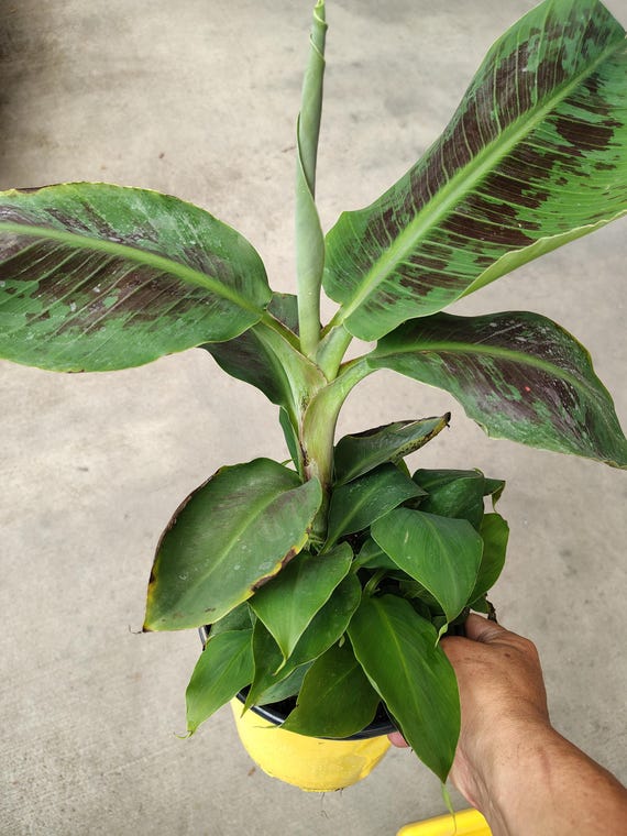Musa Dwarf King Banana Live Plants - Etsy
