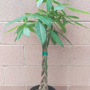 May include: A braided trunk money tree plant in a black pot with brown soil. The plant has green leaves and is growing against a brick wall.