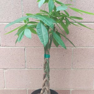 thumbnail image 2 of Money Tree Plant – Feng Shui Good Luck Tree – Potted – Includes Free Plant Food 2 of 5