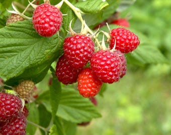 May include: Close-up of a branch of a raspberry bush with ripe red raspberries. The raspberries are clustered together on the branch, with green leaves in the background.