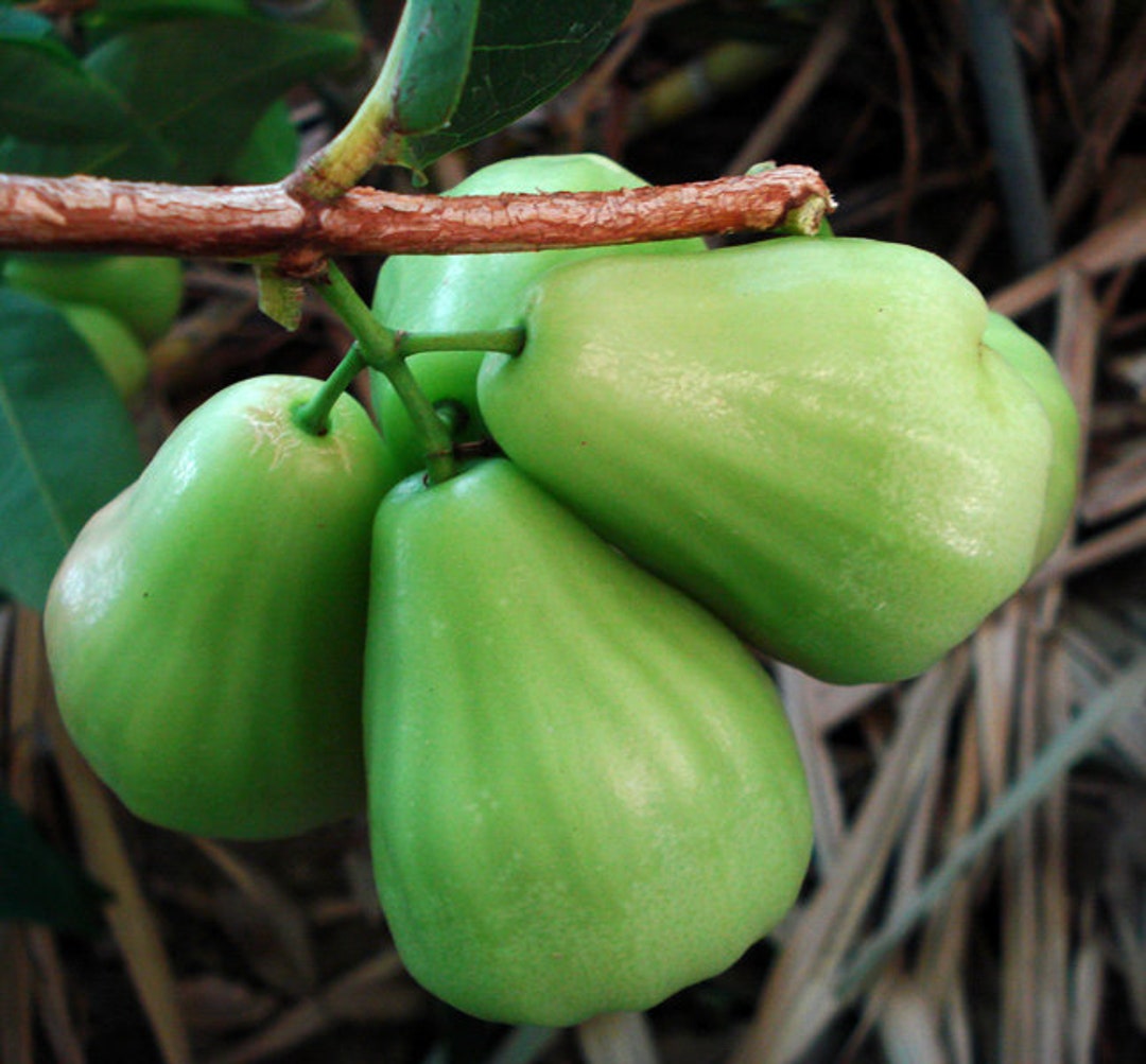 Wax Apple (green Diamond) Fruit Tree - Etsy
