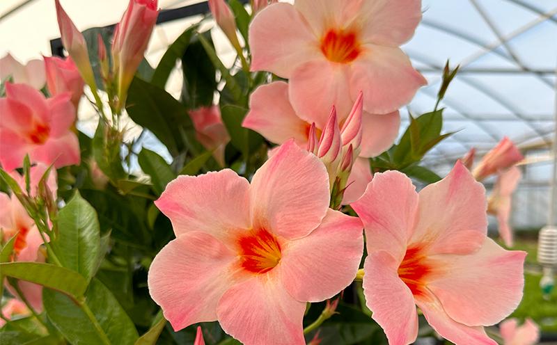 Dipladenia Madinia Live Plant