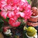 TL.Garden