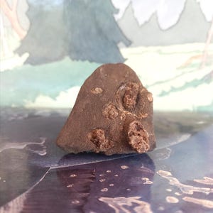 Irish Coral Fossil Found In A Mountain Stream, Paleozoic Horn Coral In Limestone, Rare Unusual Fossil, Natural History Stone, Irish Geology