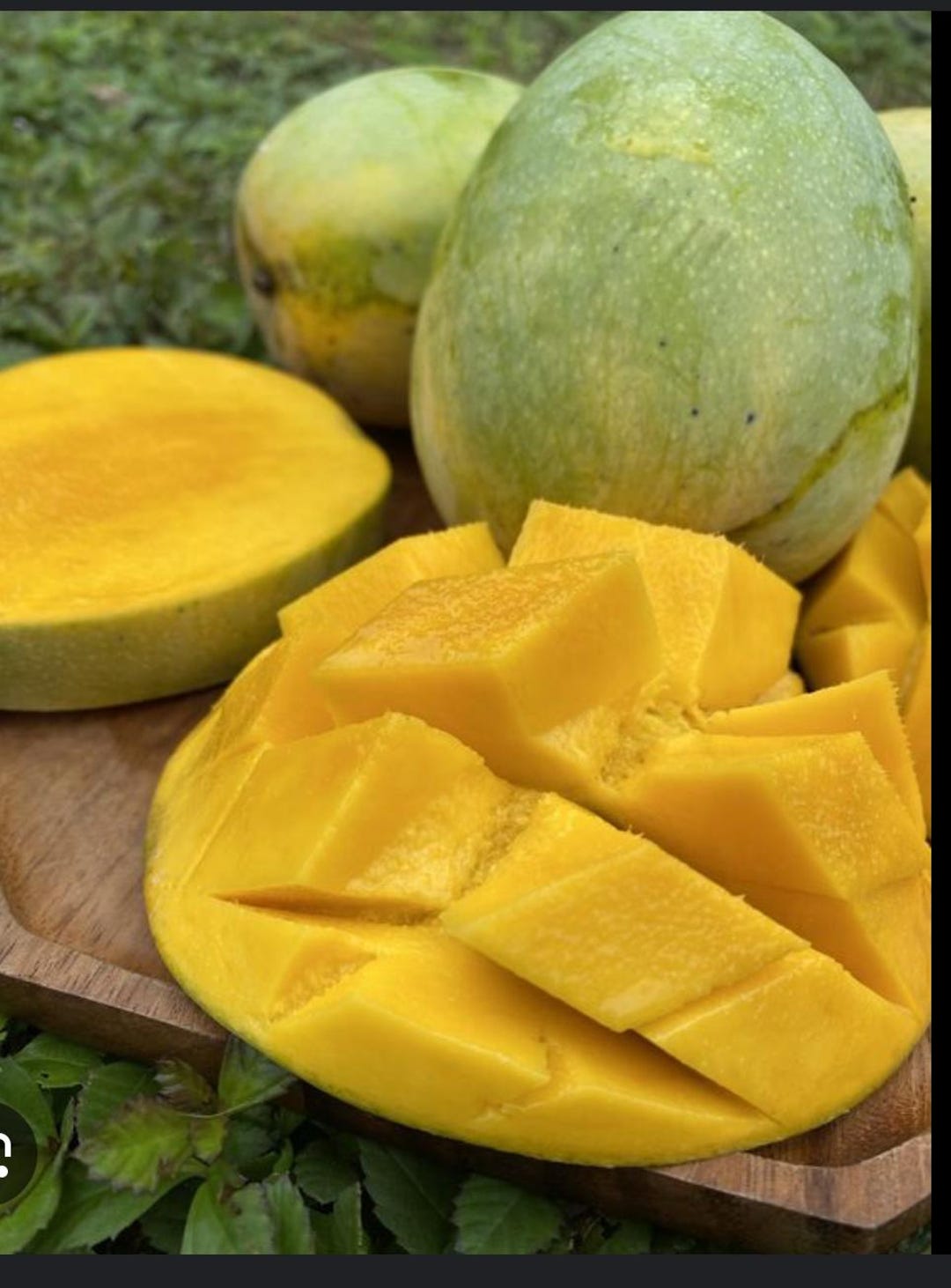 Mango Raja K3 Kathy K3 Mango Tree Grafted - Etsy