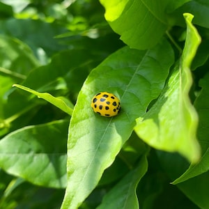 May include: A yellow ladybug with black spots rests on a bright green leaf. The leaf is part of a lush, green plant with many other leaves in the background. The image is taken in natural sunlight.