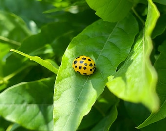 Hyper-Realistic Yellow Ladybird Pin: Hand-Painted Insect Brooch