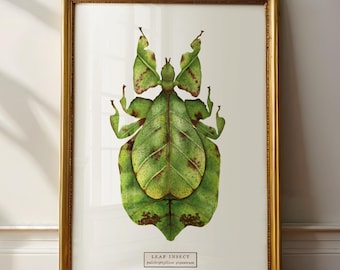 Leaf Insect Art Print, Entomology Wall Decor, Pulchriphyllium Giganteum