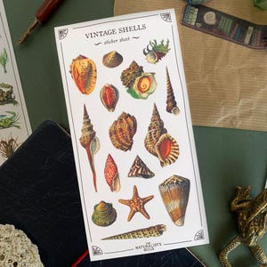 Peut inclure: Feuille d'autocollants Vintage Shells avec des illustrations de différentes coquillages dans des tons de brun, blanc et rose. La feuille d'autocollants porte l'inscription "Vintage Shells" et "sticker sheet".