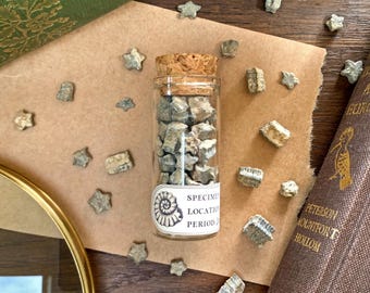 Fossilised Crinoid Star Specimens - Appothecary Style Collectable Jar of Fossils Natural History Gift