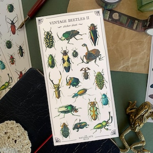 Hoja de pegatinas de Escarabajos Vintage II, pegatinas para diario de entomología, pegatinas decorativas de insectos de historia natural, pegatinas decorativas de bichos para planificador