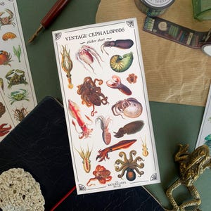Vintage Cephalopods Sticker Sheet, Natural History Bullet Journal Stickers, Zoology Marine Biology Planner Stickers, Octopus & Squid Sticker