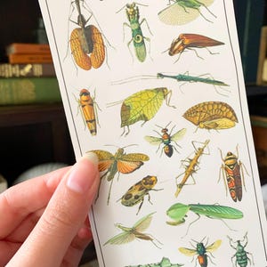 May include: A vintage illustration of various insects, including a green praying mantis, a brown stick insect, a yellow butterfly, and a red and black beetle. The insects are depicted on a white background.