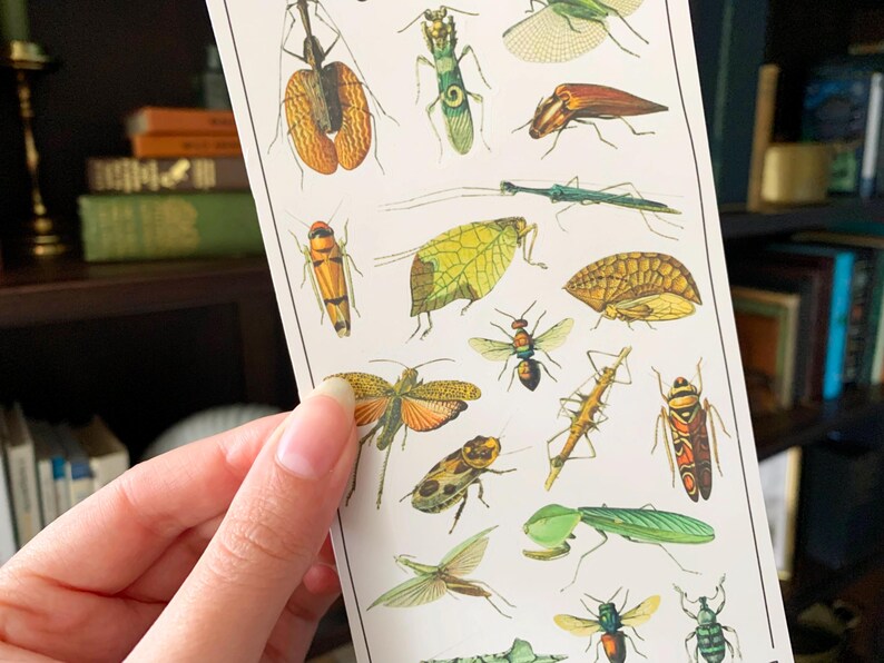 May include: A vintage illustration of various insects, including a green praying mantis, a brown stick insect, a yellow butterfly, and a red and black beetle. The insects are depicted on a white background.