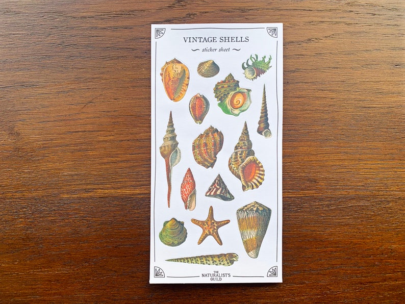 Black Shell Sticker Vintage Shells Sticker Sheet: Mermaid Core Planner Stickers - Etsy