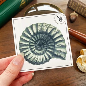 Ammonitfossil vinylklistermärke: Naturhistorisk fossiljägares lilla gåva