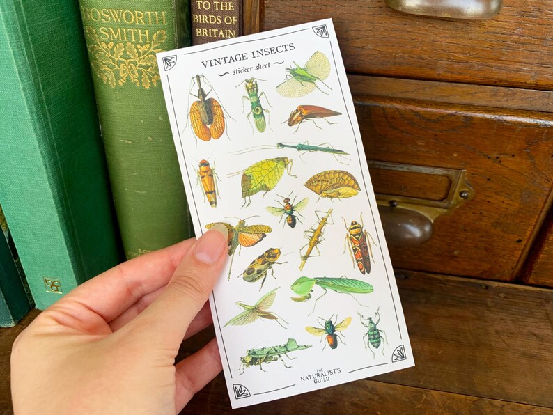 May include: A sheet of vintage insect stickers with a variety of colorful insects, including butterflies, beetles, and moths. The sticker sheet is white with black text that reads "Vintage Insects - sticker sheet - The Naturalists Guild".
