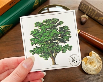 Antique Walnut Tree Illustration Vinyl Sticker: Nature Themed Laptop Accessory