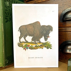 Tarjeta de felicitación con un bisonte extraño, tarjeta de cumpleaños para amantes de la naturaleza y la agricultura, tarjeta con ilustración de animales vintage divertida, tarjeta en blanco de historia natural