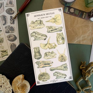 May include: A sheet of dinosaur skull stickers with a pale yellow background. The stickers feature detailed illustrations of various dinosaur skulls in shades of brown, green, and white. The sheet is titled "Dinosaur Skulls - sticker sheet - The Naturalists Guild"