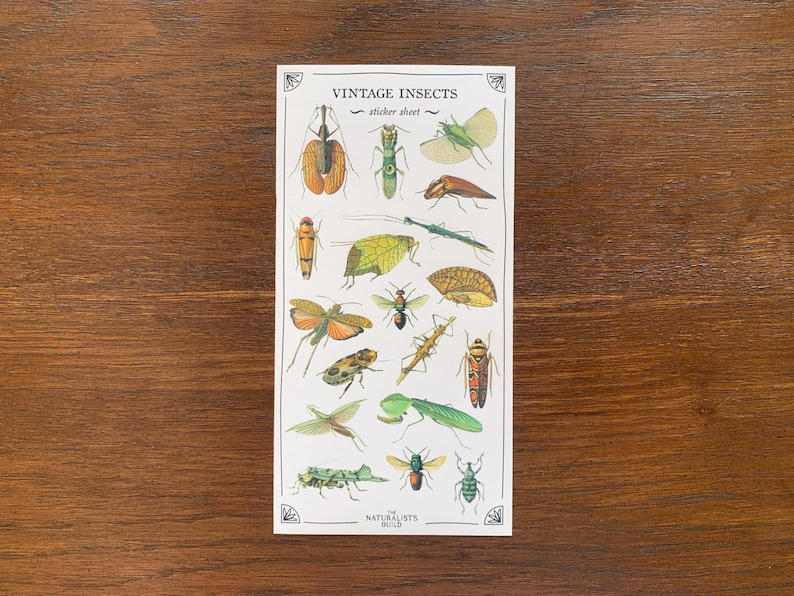 May include: Vintage Insects sticker sheet with 16 different insect illustrations. The insects are drawn in a vintage style and include a variety of species, such as butterflies, moths, beetles, and dragonflies. The sticker sheet is printed on high-quality paper and is perfect for adding a touch of whimsy to your projects.