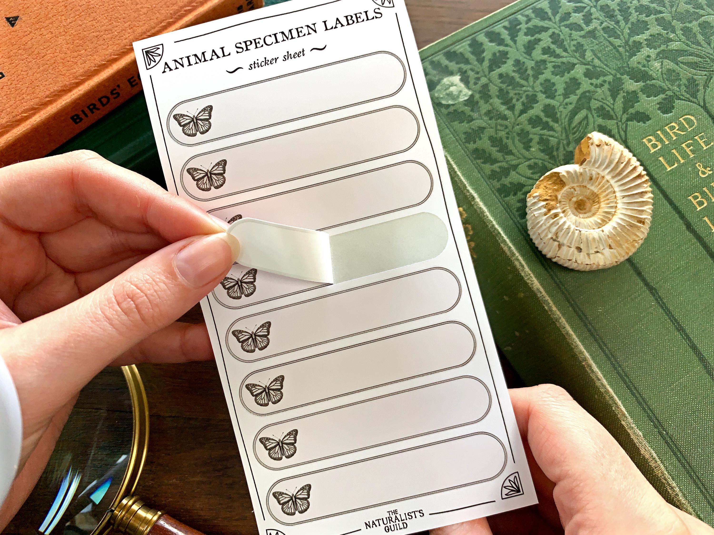 Live Insect Post Label Insect Specimen Adhesive Label Sheet - Cabinet of Curiosity Labels - Etsy