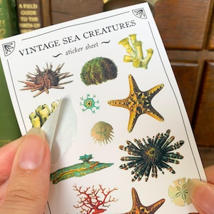 May include: A sheet of vintage sea creature stickers. The stickers feature a variety of sea creatures, including starfish, sea urchins, coral, and seaweed. The sheet is white with black text that reads "Vintage Sea Creatures sticker sheet".